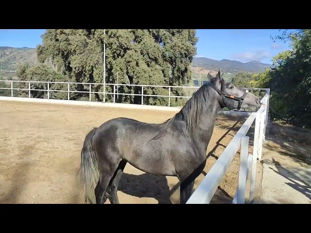 Hongre PRE Pure Race Espagnole A vendre 2022 Gris par INDEXADO