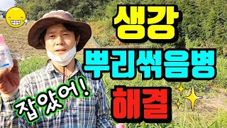 생강 재배 기술 생강노랑병  생강 뿌리썩음병 처방전 생강재배기술 생강농사법 병해충관리