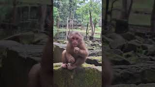 Download lagu #Shorts #YouTubeShorts #ViralShorts #TrendingShorts #CuteAnimals #AnimalShorts #FunnyAnimals mp3
