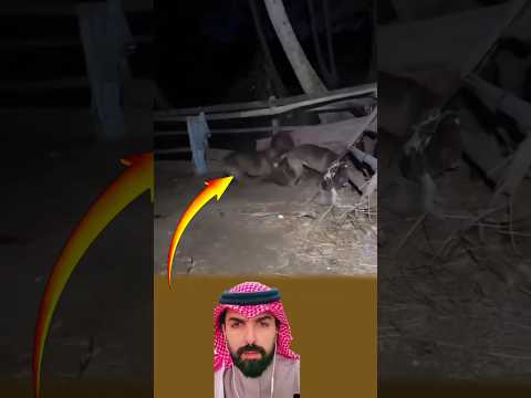 في مشهد غير متوقع، حاولت عجوز أخذ الدجاجة، فدافعت الفتاة عنها، ثم هجم الكلبان على العجوز. #اكسبلور