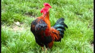 The flaming lips-The Golden Age