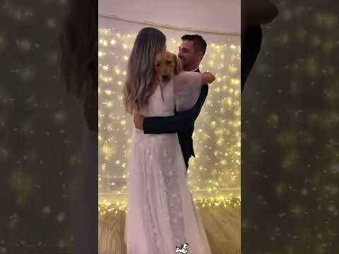 When you are the centre of attention at Mom and Dad’s wedding 🤣#dog #fyp #funny #satisfying