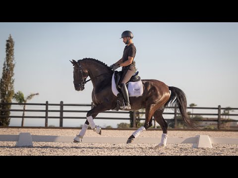 Horse for Sale | Piro Free LusoWarmblood Gelding (REF#748)