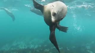 How does Acid Rain affect Humans and the Environment