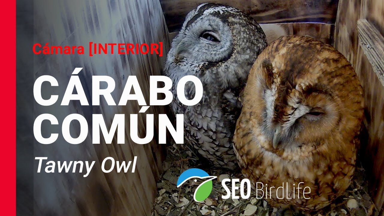 Live webcam view of Tawny Owl Nest Cam