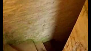 (Cover plus) We're all grown up- Hazel O'Connor