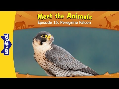Meet the Animals 15 | Peregrine Falcon | Wild Animals | Little Fox | Animated Stories for Kids