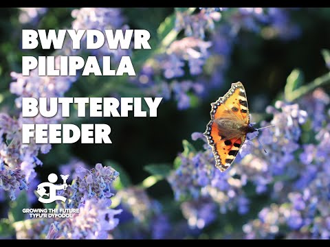 Butterfly Feeder - Bwydwr Pilipala
