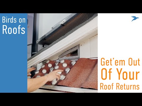 Bird's Eye View: Solving Birds in Roof Returns