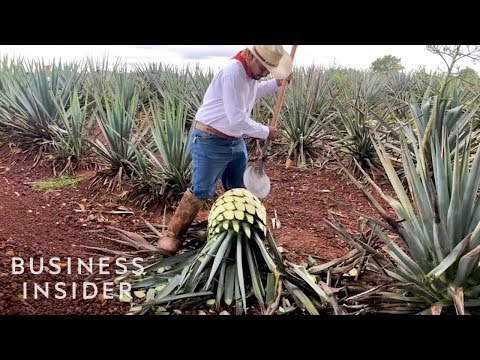 How Patrón Makes Its Tequila