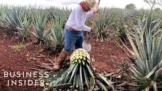 How Patrón Makes Its Tequila