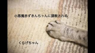 【男性向けボイス】小悪魔赤ずきんちゃんに調教される【くらげちゃん】