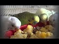 Love Birds Cocktails And Budgies Soft Food Very Eassy Method Only 30 Rupies In Urdu Hindi