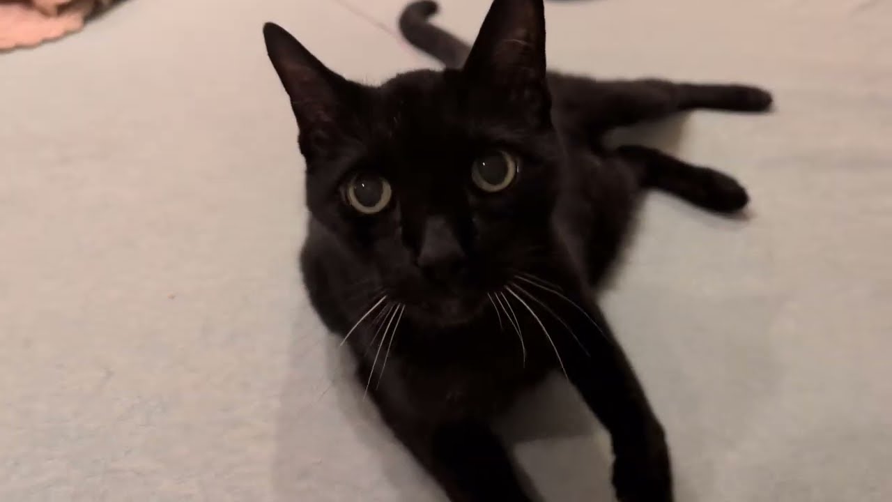 Clinton the cat