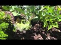 Visiting A Community Garden