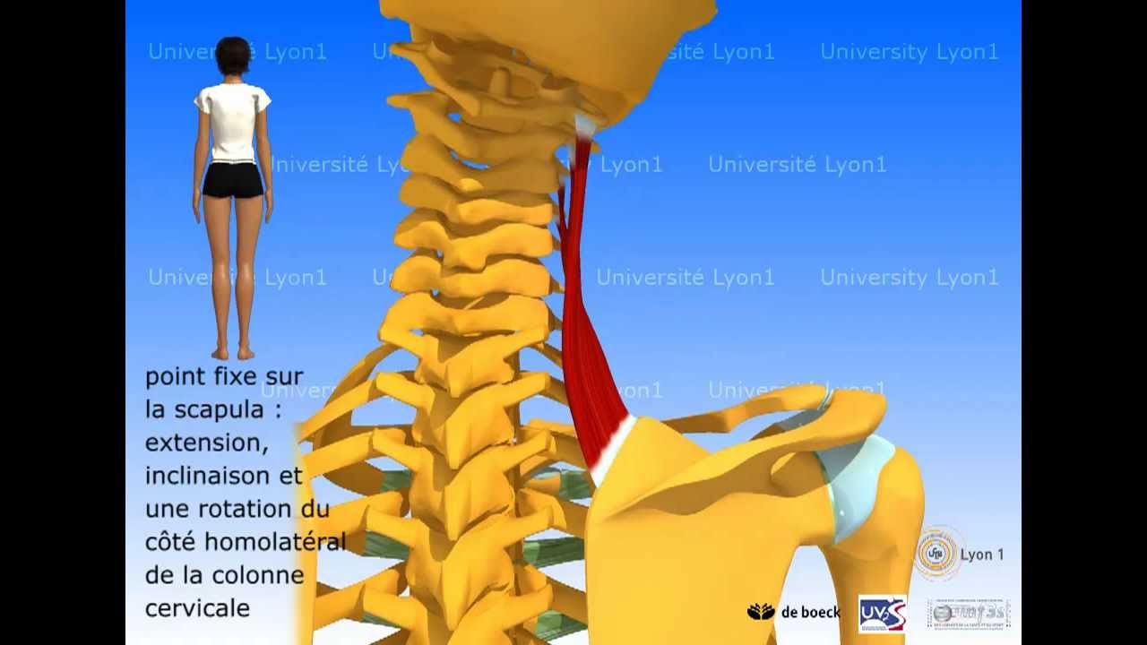 Muscle élévateur de la scapula et rhomboides