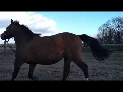 Lonżowanie na trójkątach i nie tylko