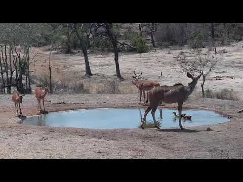 Djuma: Kudus, Impalas and Egyptian Goose pair - 11/04/1