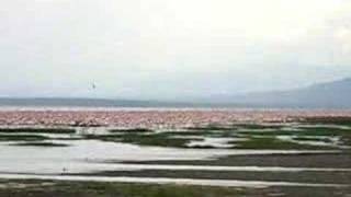 preview picture of video 'pelicans and flamingos'