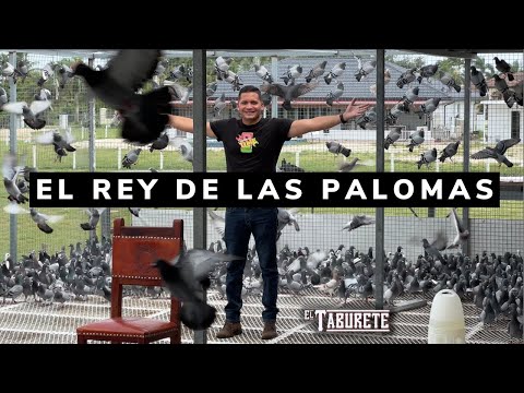 , title : 'El Rey de la Palomas | EL TABURETE Cap.3'