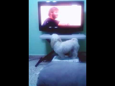 Perrita ve tv