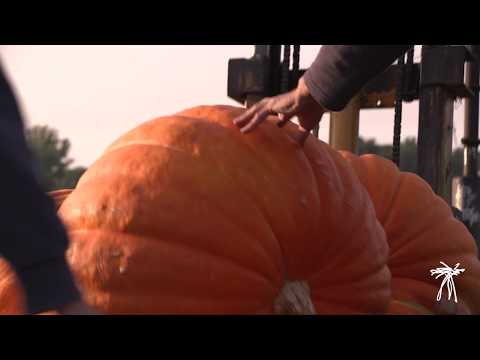 download lagu mp3 mp4 Pumpkin Pick Up, download lagu Pumpkin Pick Up gratis, unduh video klip Pumpkin Pick Up