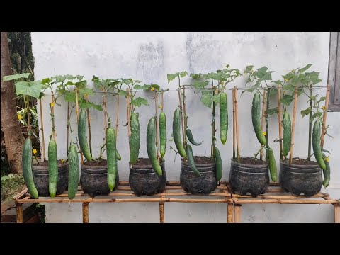 , title : 'memanfaat kan lahan sempit untuk menanam timun kyuri || planting kyuri cucumbers on limited land'