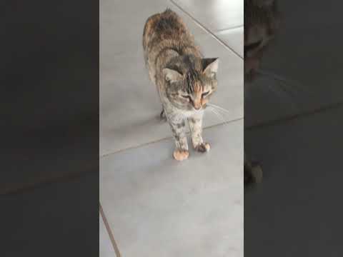 CHIQUINHA E CHUVINHA. #Goiás #Morrinhos #Chuva #Setembro #Gatos #Cats #Shorts #Chácara #Rural