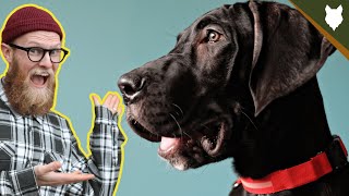 How To Get Your GREAT DANE TO STAY