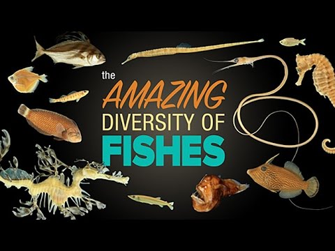 image-What class do fish belong to?
