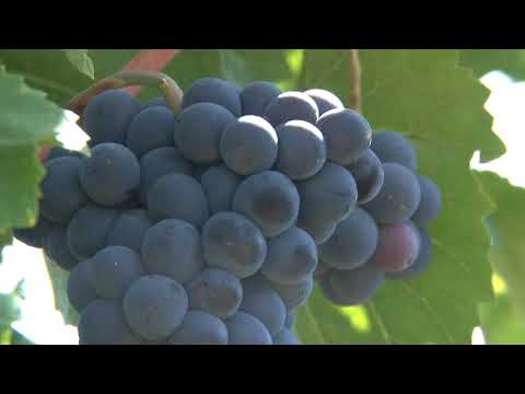 ȘTIRE ETV/ 20.09.2017 - PRINS CU MOTORINA-N BUTOI