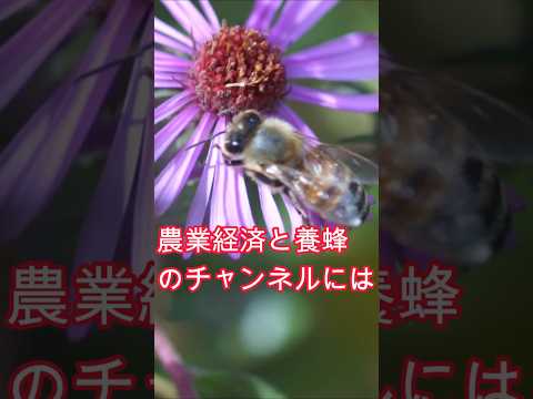 経済学科 チャンネル紹介-農業経済と養蜂のチャンネル (2024年12月) /山崎亮一 /日仏英字幕付/Introducing Yamazaki's Channel/English, French