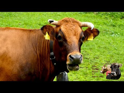Murnau-Werdenfelser Cattle - Old Livestock Breeds Episode 35 - Cattle Breeding Bavaria, Documenta...