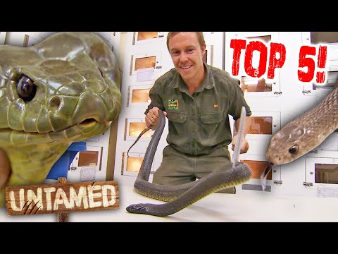 Handling the Top 5 Deadliest Aussie Snakes! 💀 | The Wild Life of Tim Faulkner Clips | Untamed