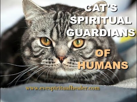 Cat's Spiritual Guardians Of Humans