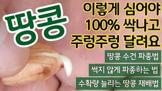 땅콩 이렇게 심어야 100% 싹나고 주렁주렁 달려요 - 땅콩 수건 파종법, 썩지 않게 파종하는 법, 수확량 …