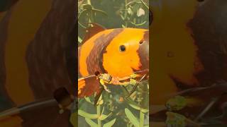 Grounded and Grounded 2 | Pond Nostalgia
