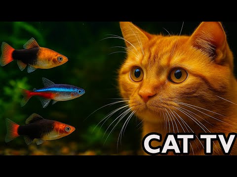 🔴 Cat TV Aquarium LIVE 🐱 Real Fish for Cats to Watch in 4K (No Music)