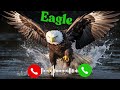 Eagle New Ringtone 2025 High Flying Attitude BGM For Alpha Vibes