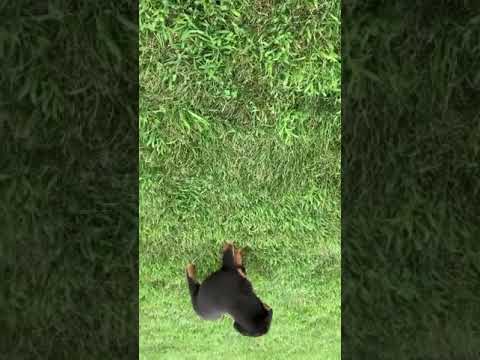 Huge Akc German Rottweiler very nice!
