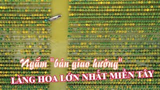 [KHÁM PHÁ] Làng hoa Cái Mơn và Làng hoa Sa Đéc - Vựa hoa lớn nhất nhì tại đồng bằng sông Cửu Long
