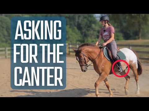 How To Ask For The Canter (EASY STEP-BY-STEP GUIDE)