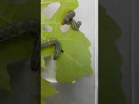 Larvas de Spodoptera eridania en Vid