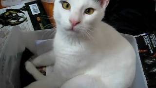 Bones playing in plastic tub 01