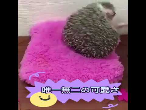 ソニック・ザ・ヘッジホッグ: 機敏なハリネズミがついに無料テレビに登場