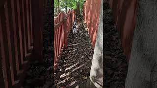 Video preview image #1 American Eskimo Dog-Chow Chow Mix Puppy For Sale in Pikesville, MD, USA