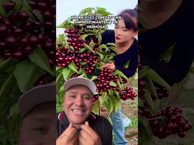Vídeo relacionado con Arbol Natural de Cerezo Valle del Jerte de Viveros la Berrocosa- Altura aprox. 1,35m. - Planta viva