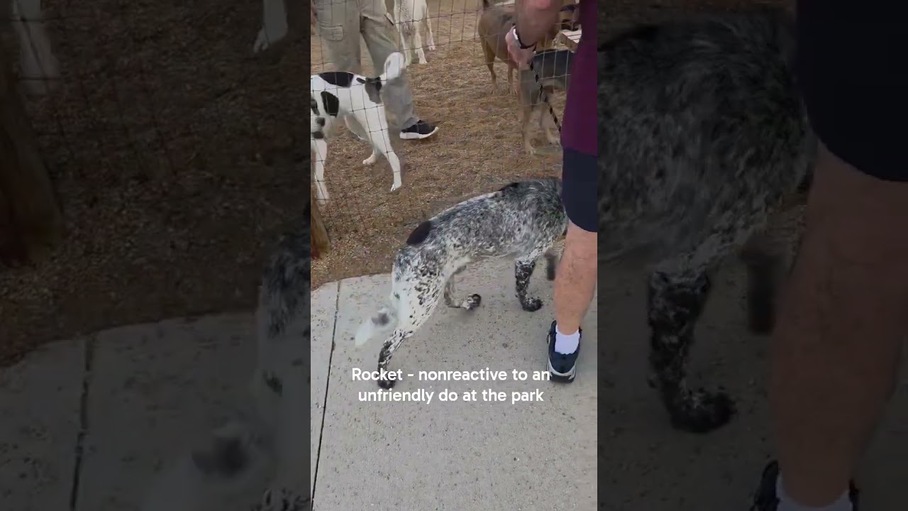 Enlarge Rocky, a Adoptable mixed breed in Thornton, CO video 4/6