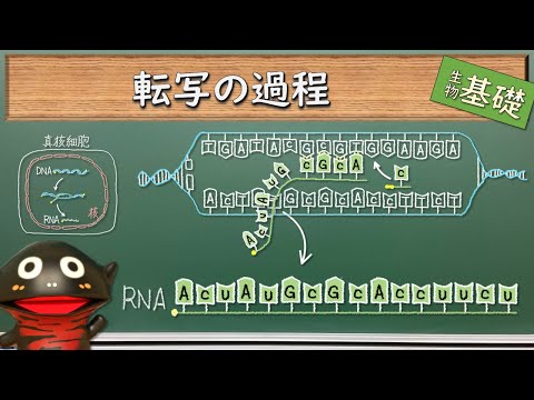 転写(生物学)について詳しく解説