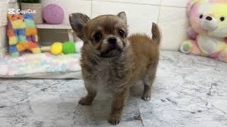 チワワ(ロング)の動画01